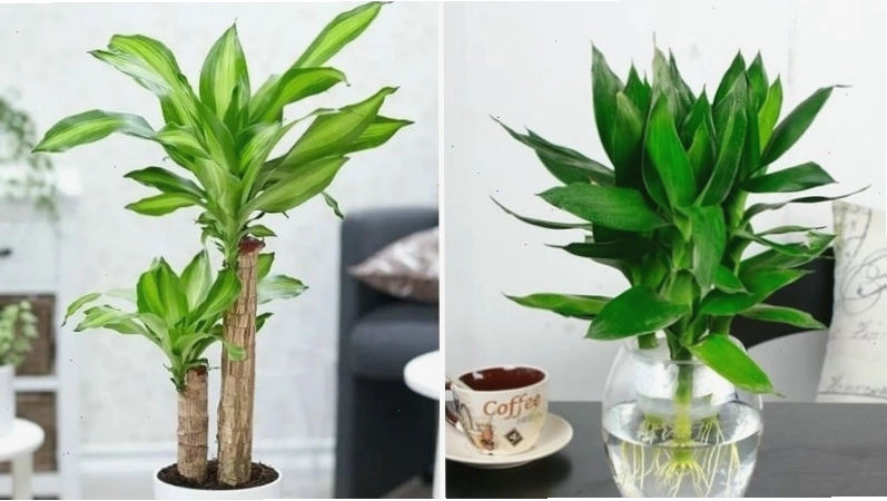 Cây phát tài với thân cây vươn thẳng, biểu tượng của sự nghiệp thăng tiến