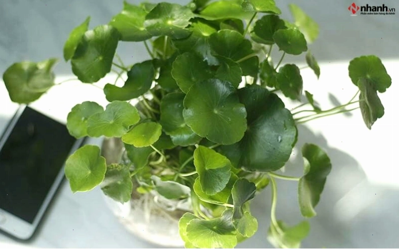 Cây phong thủy cỏ đồng tiền phù hợp người tuổi Tỵ