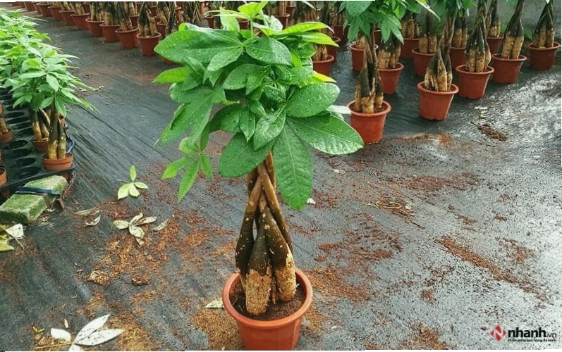 Cây phong thủy Kim ngân phù hợp người tuổi Tuất