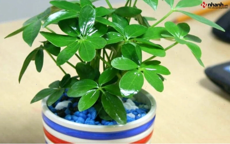 Cây phong thủy Ngũ gia bì cho người tuổi Mão
