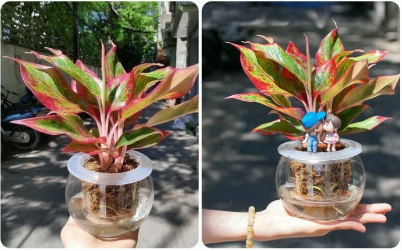Cây phú quý mang ý nghĩa giàu sang