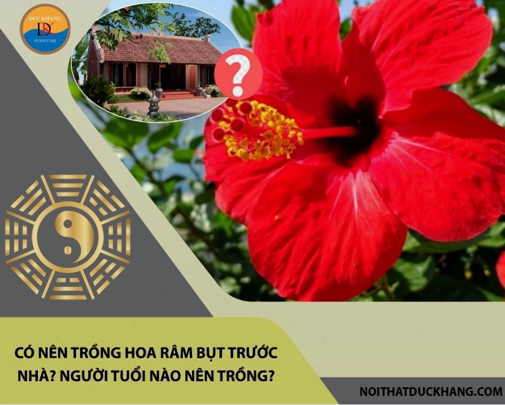 Cây râm bụt với hoa nở rộ trước nhà mang đến vẻ đẹp tươi tắn
