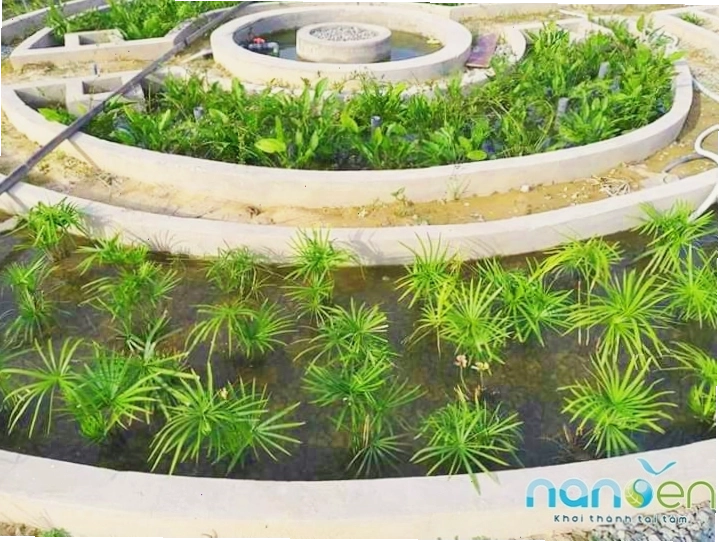 Cây Thuỷ Trúc