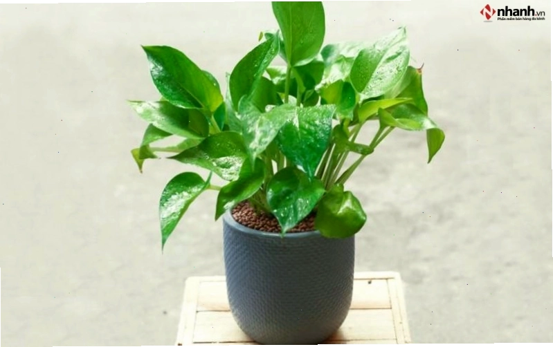 Cây trầu ba phong thủy phù hợp cho người tuổi Ngọ