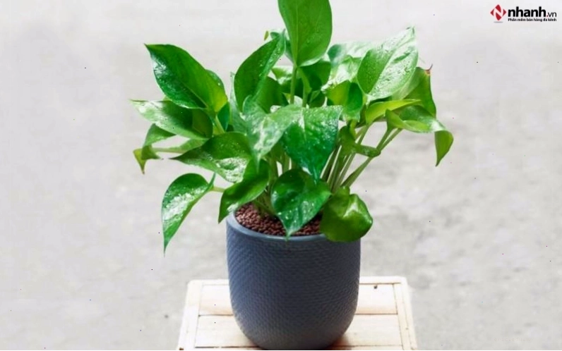 Cây Trầu Bà và Vạn Niên Thanh cho người tuổi Ngọ