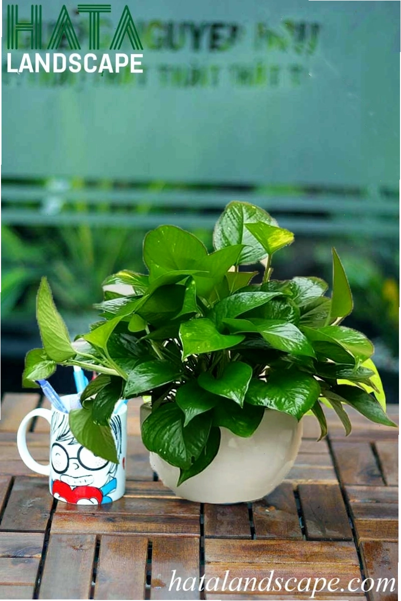 Cây Trầu Bà xanh tốt để bàn