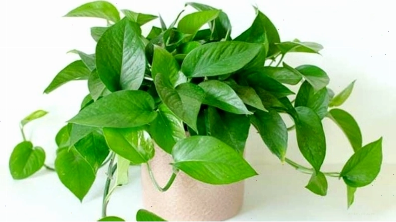 Cây trầu bà xanh với những chiếc lá xanh mướt, lan tỏa sinh khí
