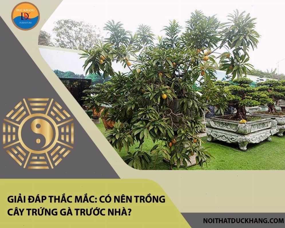 Cây trứng gà cần được cắt tỉa thường xuyên để đảm bảo sự phát triển tốt nhất