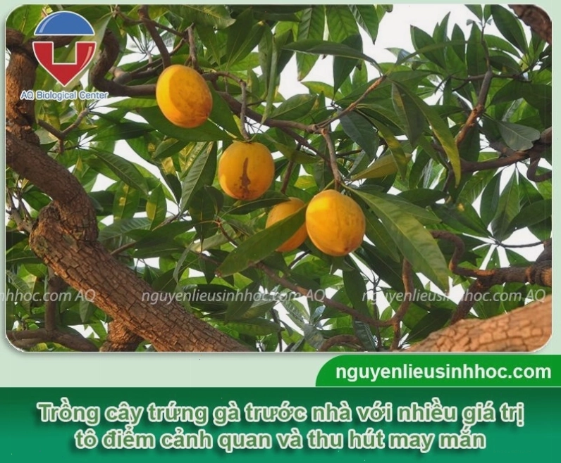 Cây trứng gà trĩu quả, tượng trưng cho sự sung túc và no đủ