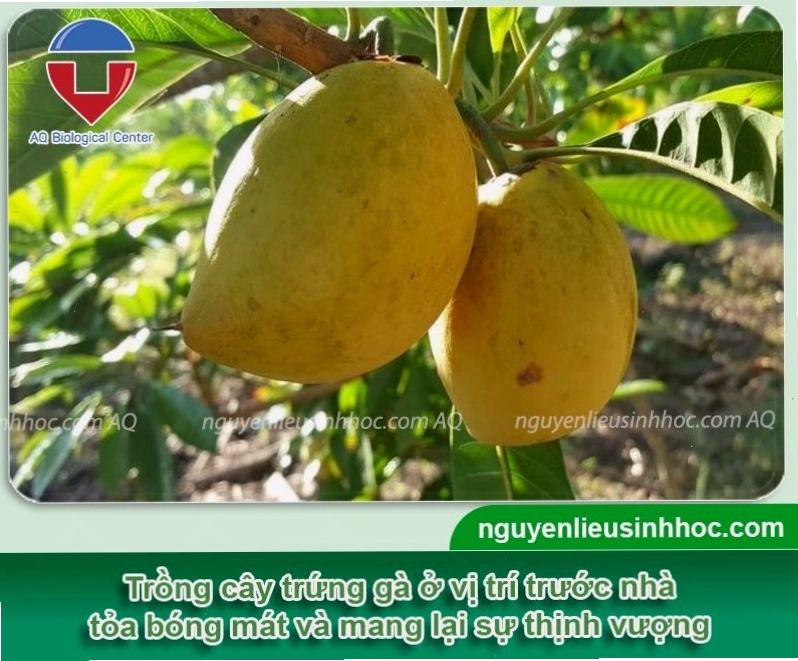 Cây trứng gà với quả vàng rực rỡ, tượng trưng cho sự sung túc
