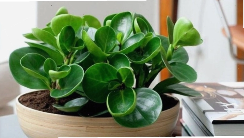 Cây trường sinh với lá xanh mọng nước, biểu tượng của sức khỏe và sự bền bỉ