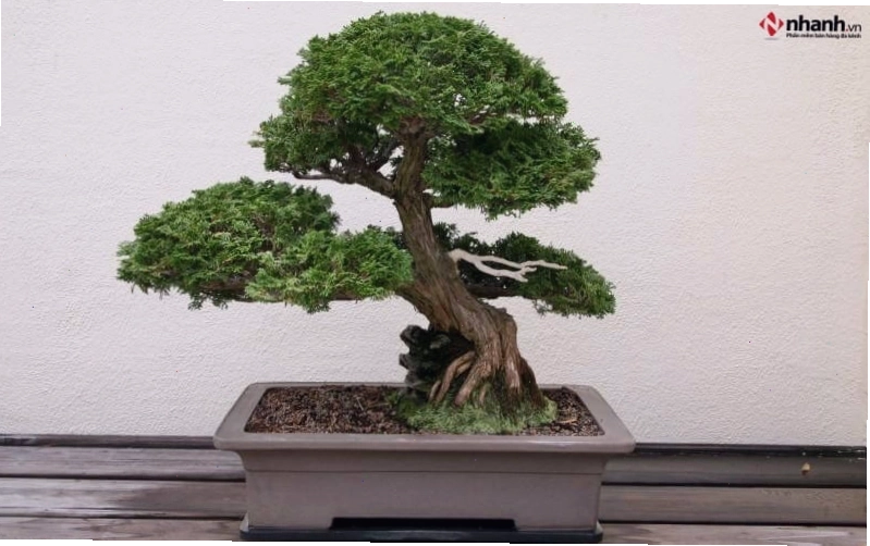 Cây tùng bồng lai bonsai phù hợp người tuổi Thân