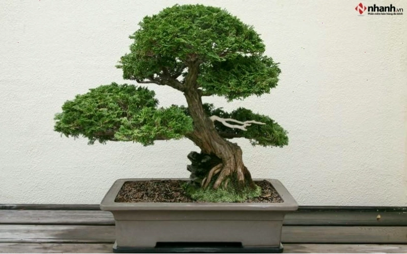 Cây Tùng Bồng Lai và Kim Tiền cho người tuổi Thân