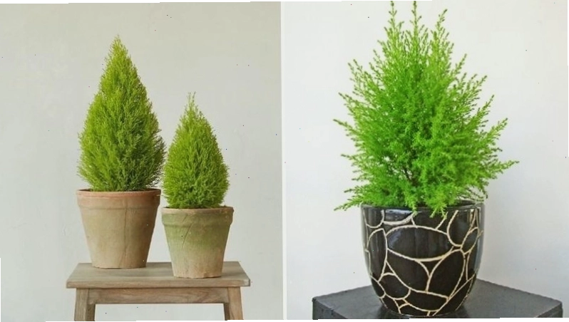 Cây tùng thơm với tán lá xanh mượt, mang lại sự thư thái và may mắn