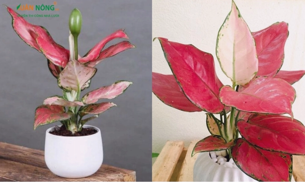 Cây vạn lộc với lá đỏ viền xanh độc đáo