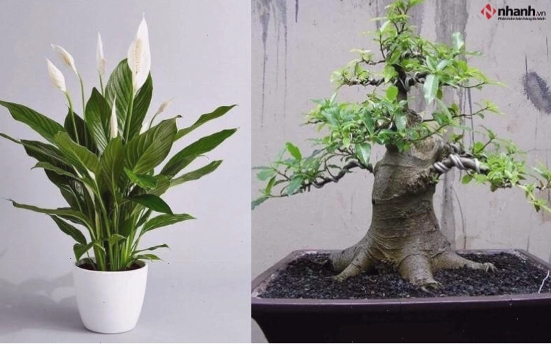 Cây Xương Rồng và Ngọc Ngân cho người tuổi Thìn