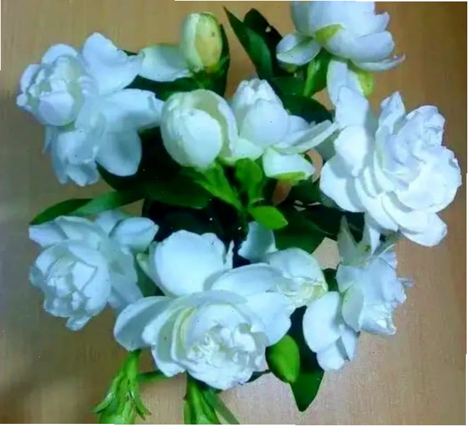 Chăm sóc cây cảnh trong nhà