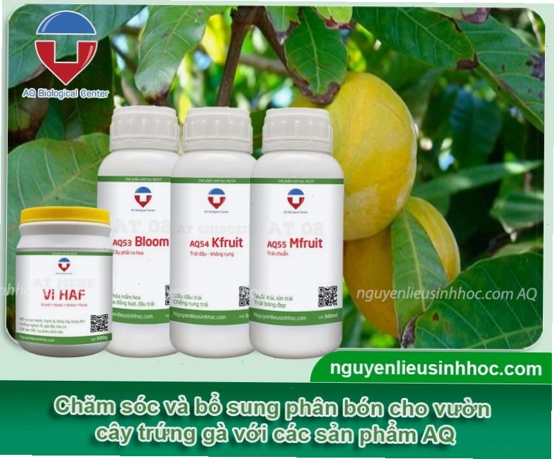Chăm sóc cây trứng gà với các sản phẩm hỗ trợ từ AQ
