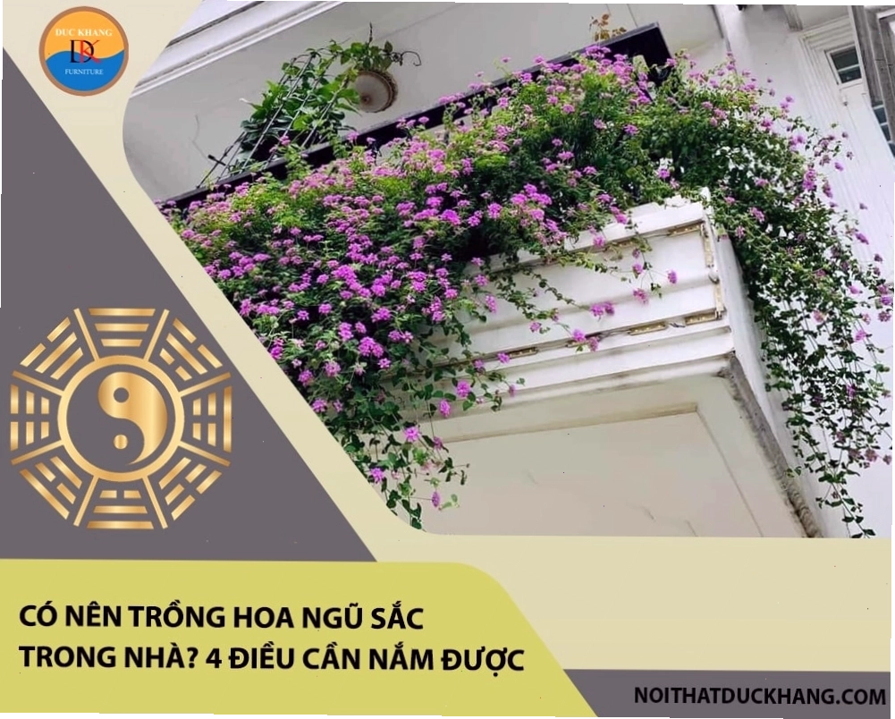 Chậu cây hoa ngũ sắc đặt trong nhà tạo điểm nhấn sinh động