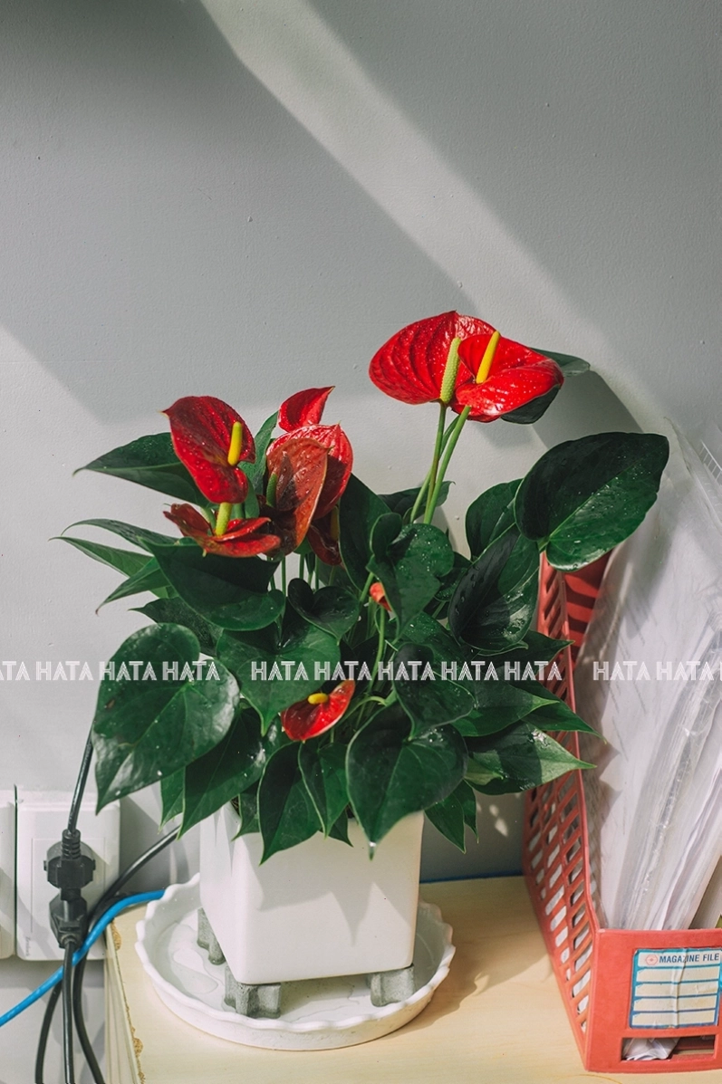 Chậu cây Hồng Môn với hoa đỏ nổi bật