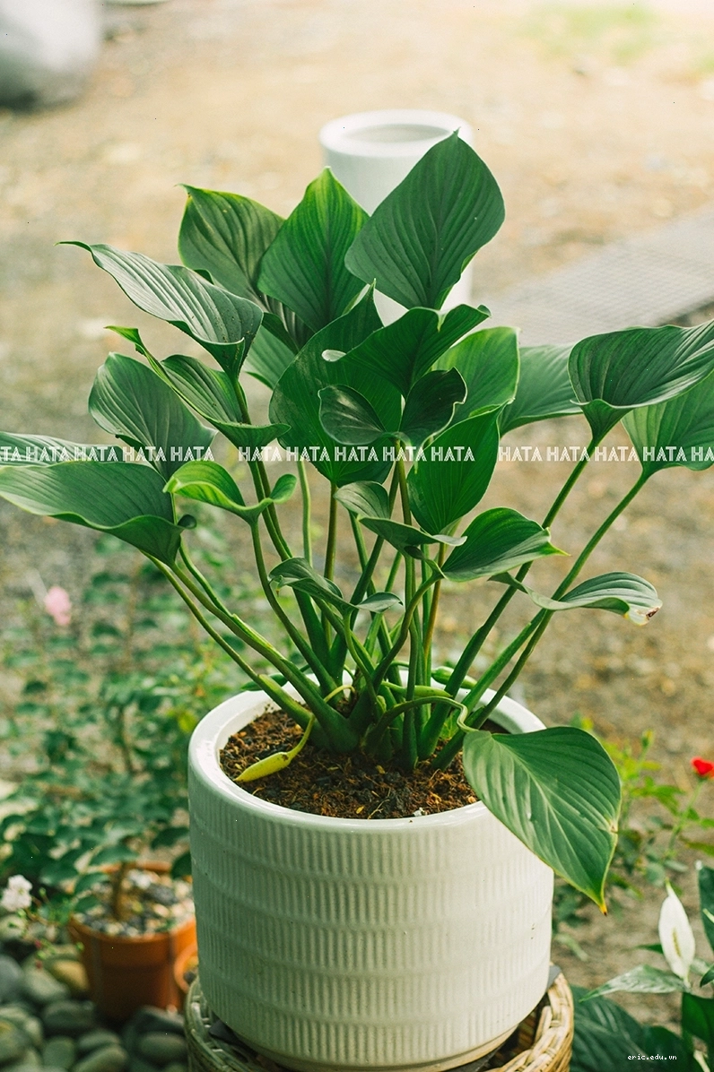 Chậu cây Lan Quân Tử với lá xanh mướt