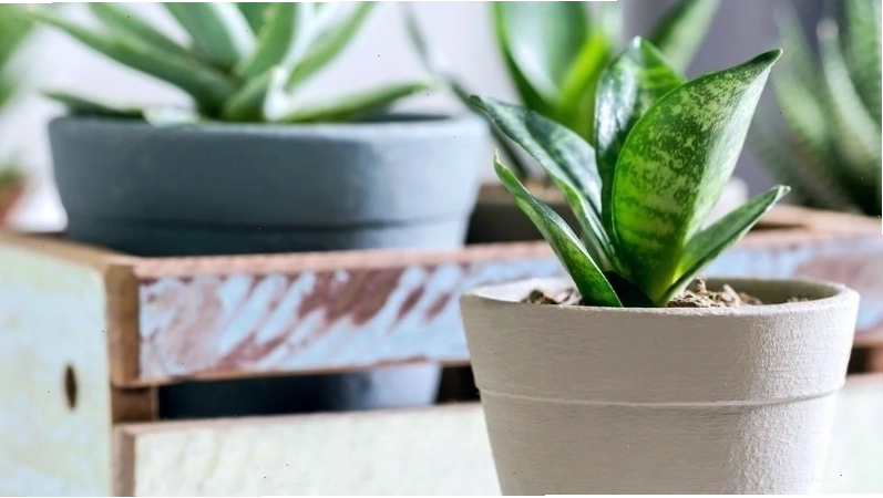 Chậu cây lưỡi hổ trang trí bàn làm việc hoặc góc nhà