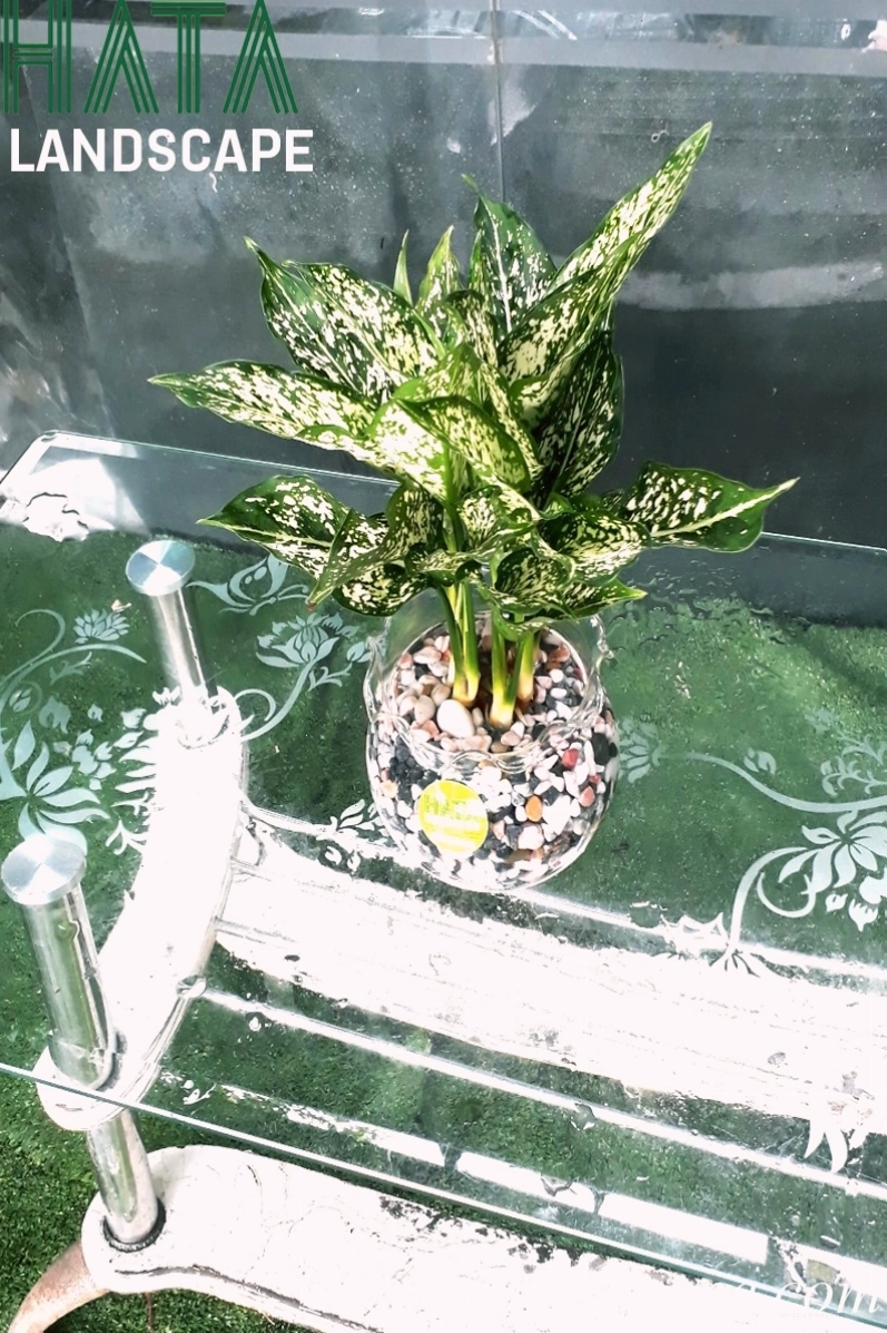 Chậu cây Ngọc Ngân với lá viền trắng