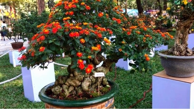 Chậu cây ngũ sắc bonsai tạo điểm nhấn nghệ thuật