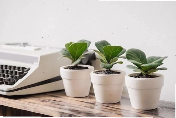 Chậu cây xanh mini trang trí bàn làm việc