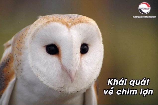 Chim lợn là một loài chim thuộc họ cú