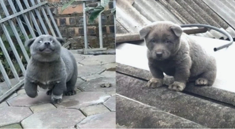 Chú chó ngáo hài hước