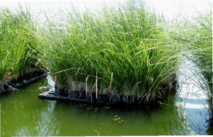 Cỏ Vetiver trong hệ thống Wetland