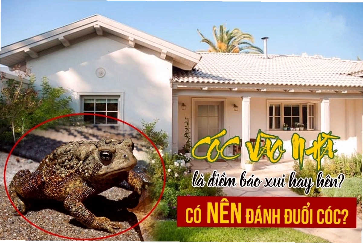 Cóc vào nhà là điềm báo tốt lành về tài lộc và may mắn theo phong thủy