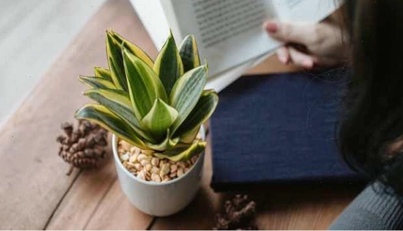 Công dụng của cây lưỡi hổ trong việc cải thiện chất lượng không khí