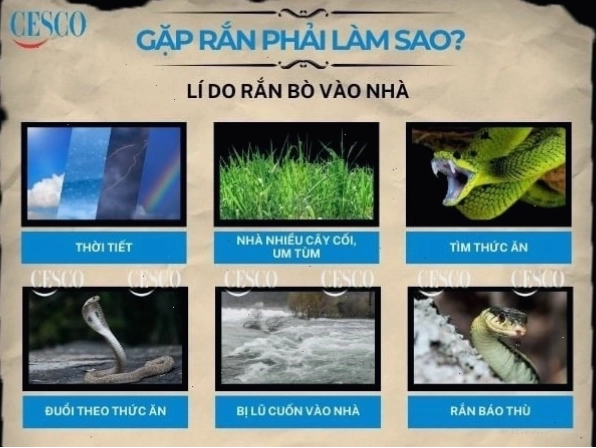 Gặp rắn phải làm gì, cách xử lý khi có rắn bò vào nhà
