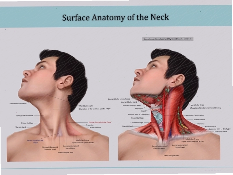 Giải phẫu bề mặt là một phương thức mô tả của Anatomy