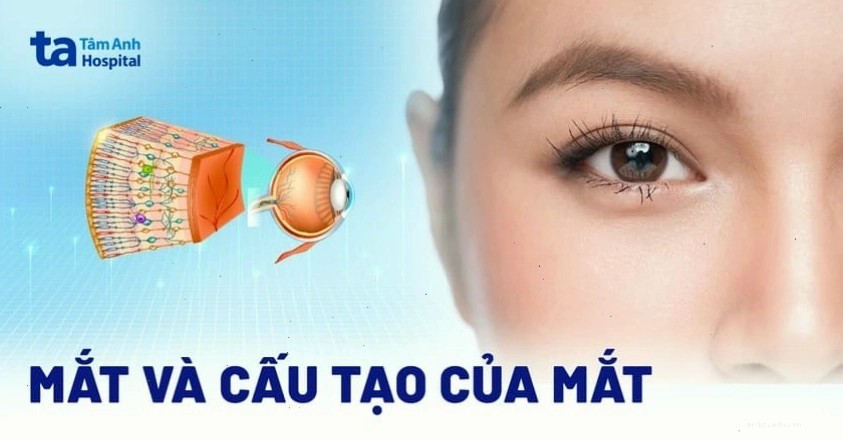 Giải phẫu cấu tạo và chức năng của mắt người
