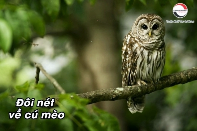 Hình ảnh cú mèo với đôi mắt to tròn, khuôn mặt đặc trưng