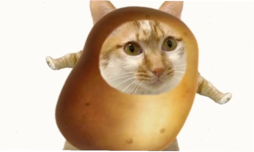 Hình ảnh meme mèo hài hước và ngơ ngác