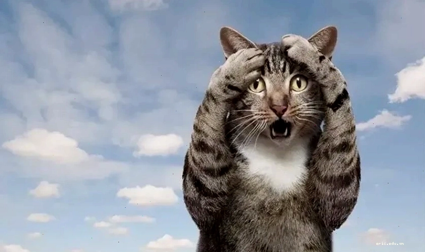 Hình biểu cảm vô tri ngơ ngác của mèo