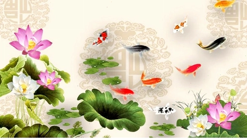 Hình nền cá chép vàng đang bơi trong hồ sen hồng rực rỡ