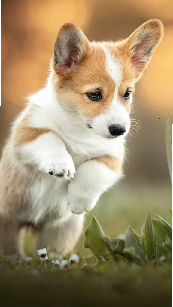 Hình nền chú Corgi dễ thương