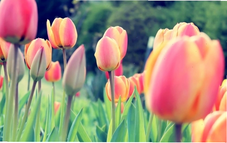 Hình nền hoa tulip chill cho điện thoại