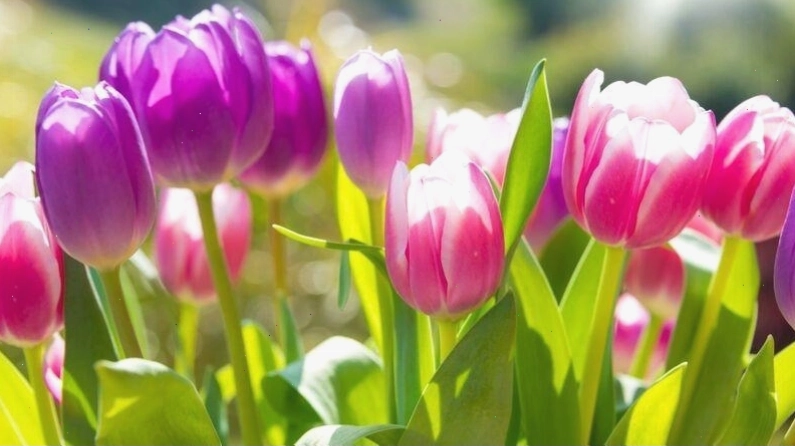 Hình nền hoa tulip dễ thương và đáng yêu