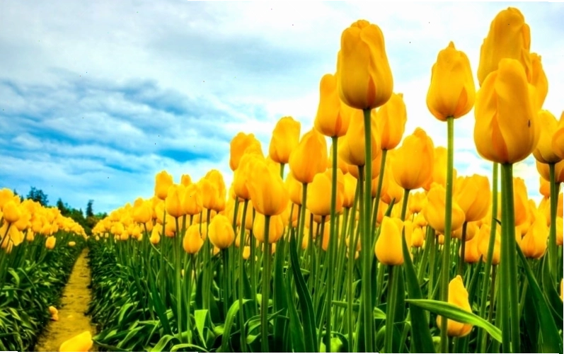 Hình nền hoa tulip đẹp cho điện thoại
