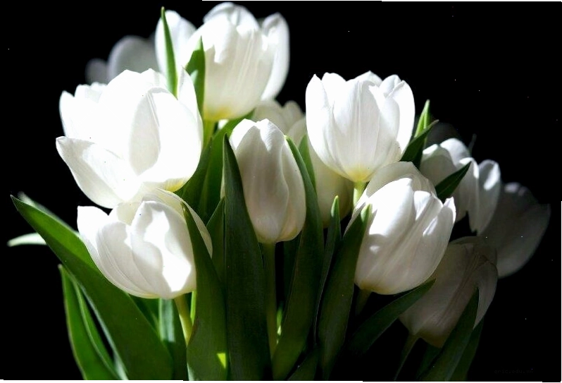 Hình nền hoa tulip đẹp và độc đáo