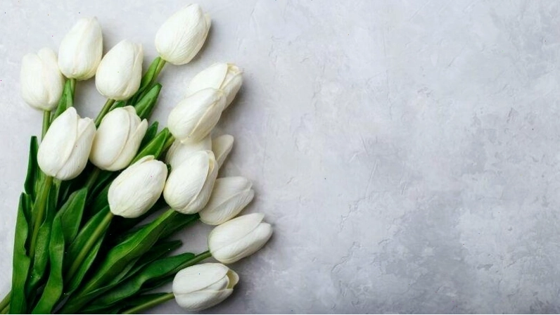Hình nền hoa tulip đơn giản và dễ thương