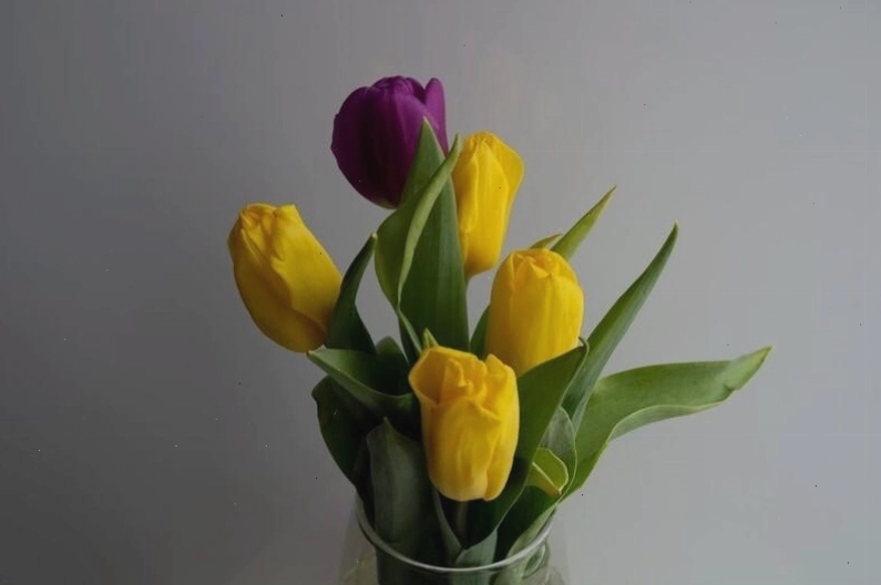 Hình nền hoa tulip mang nét buồn man mác