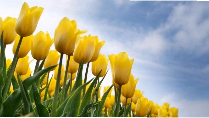 Hình nền hoa tulip trang nhã và tinh tế