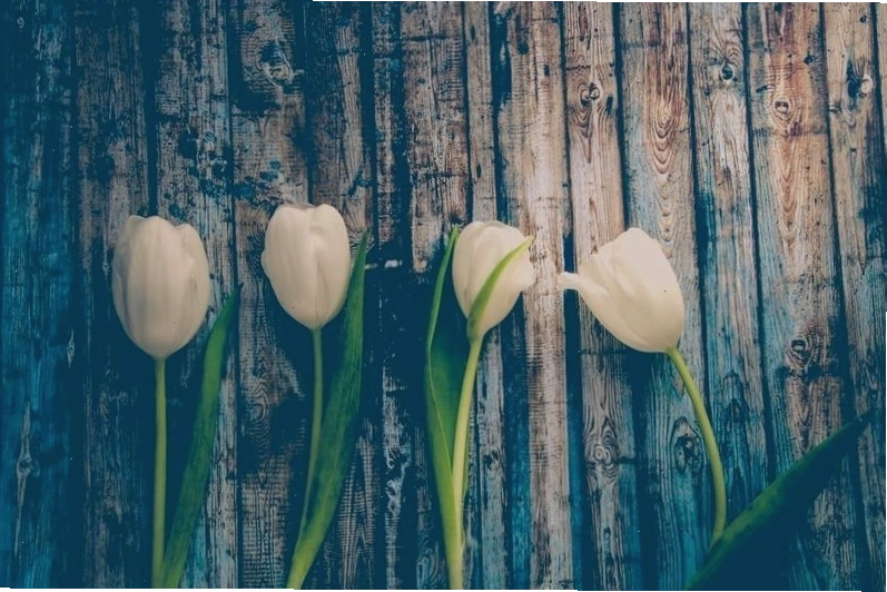 Hình nền hoa tulip trong mưa